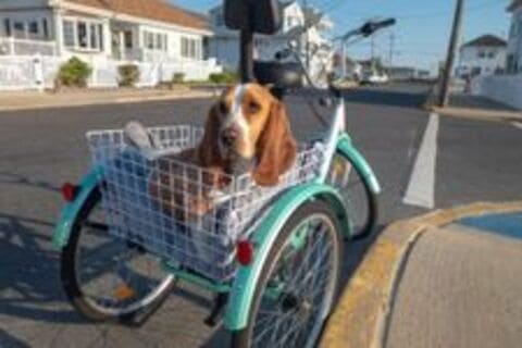 Choose a tricycle which is comfortable for you and any passengers