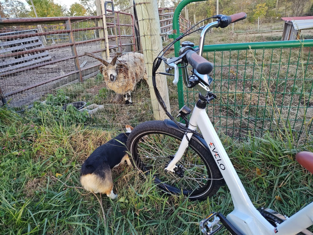 Evelo Tricycle